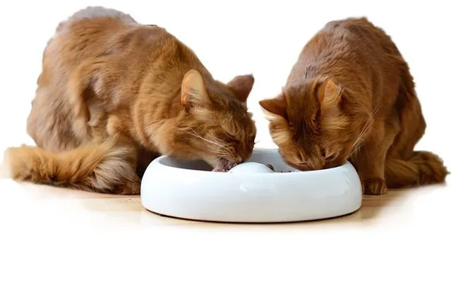 Supercat Sweden produkt 2